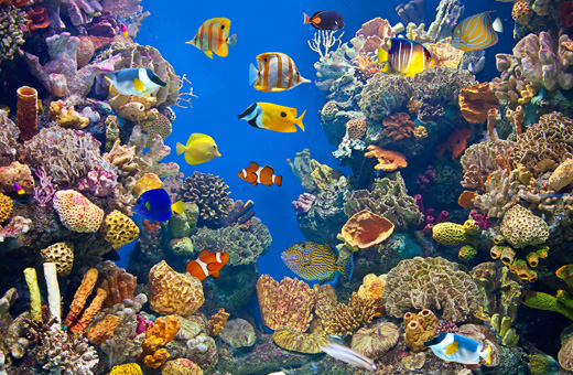 georgia-aquarium